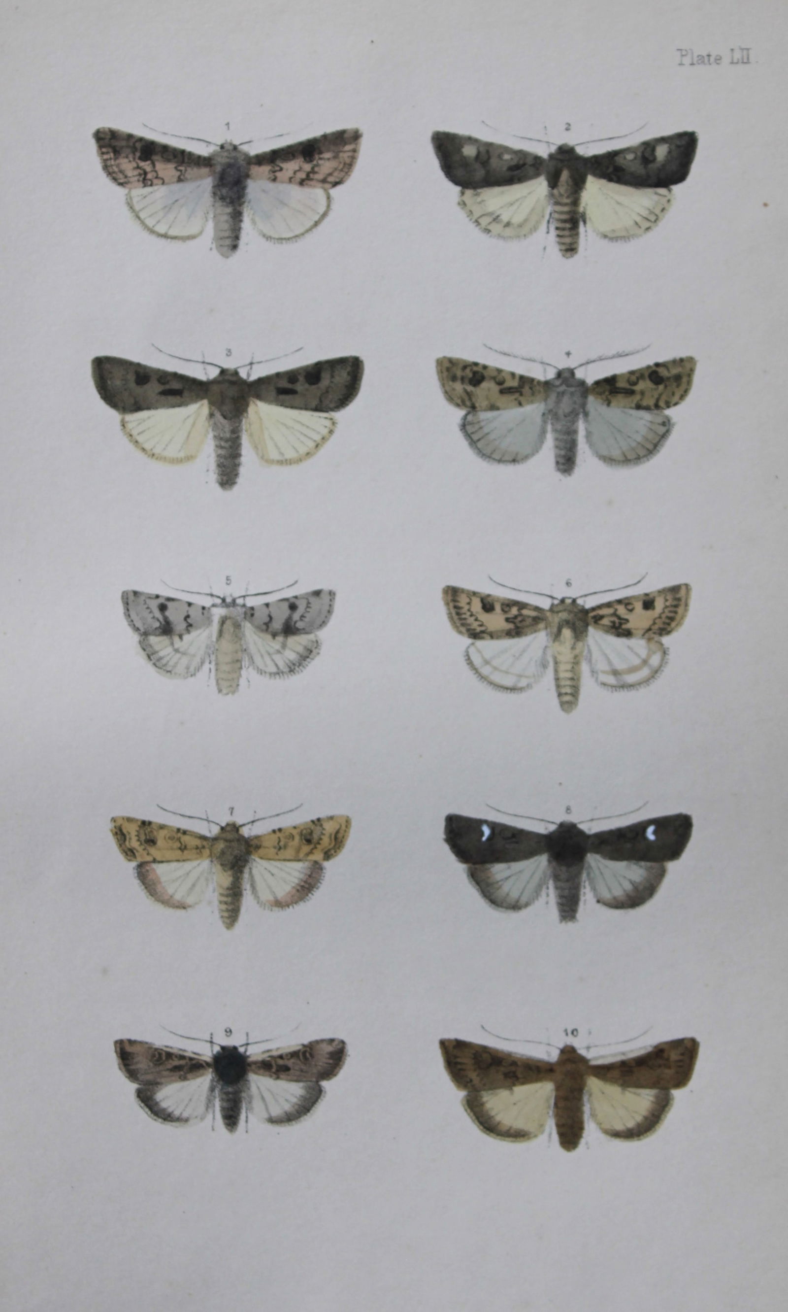 Rev. FO Morris - 2 prints of British Moths 1872 (1 of 2)