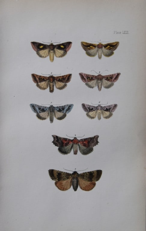 Rev. FO Morris - 2 prints of British Moths 1872 (1 of 2)