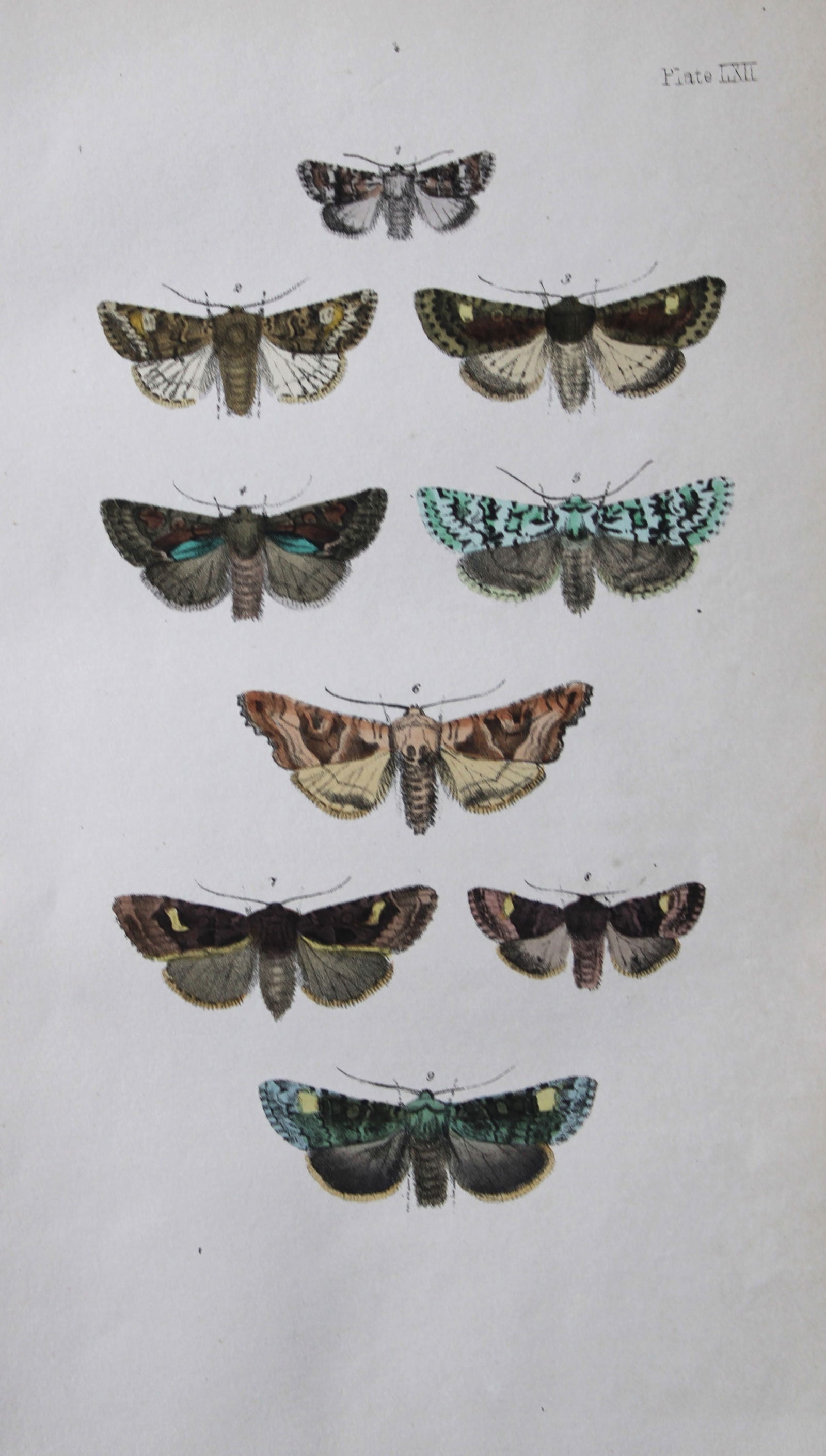Rev. FO Morris - 2 prints of British Moths 1872 (1 of 2)