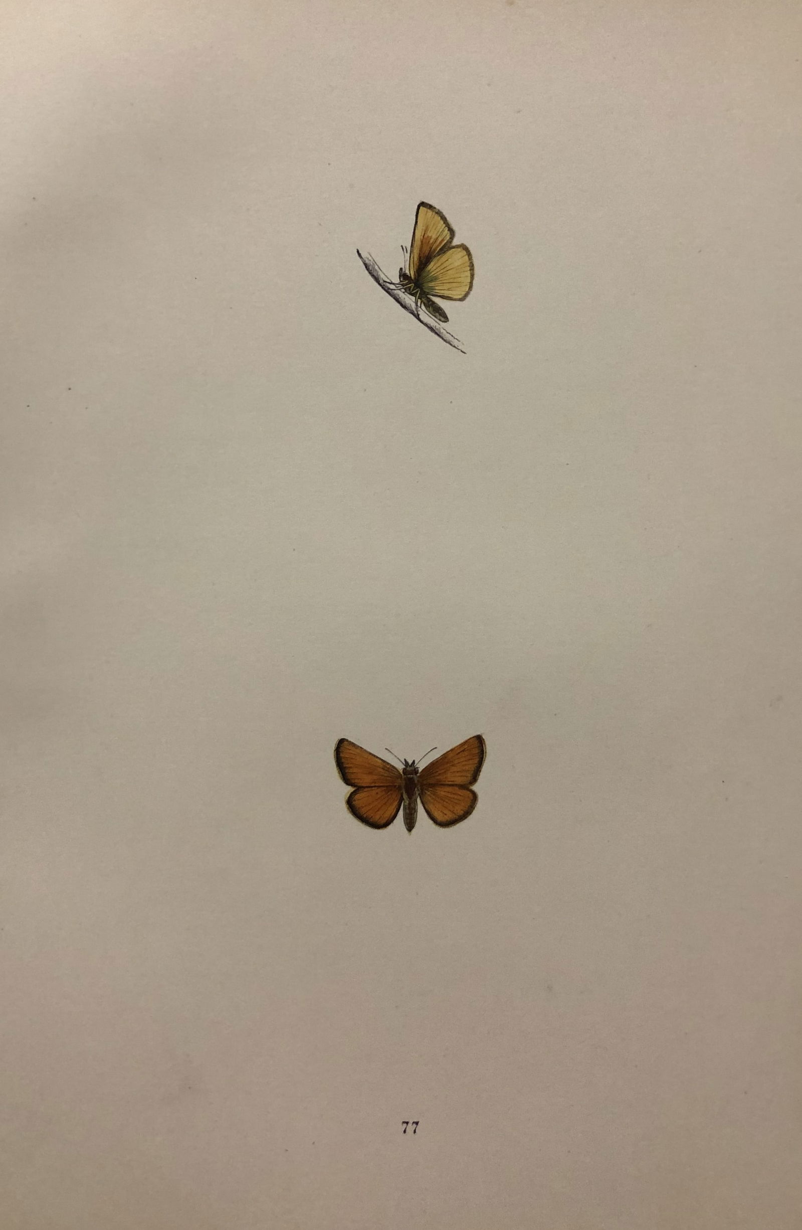 Rev. FO Morris - 2 prints of British Butterflies 1895 (1 of 2)