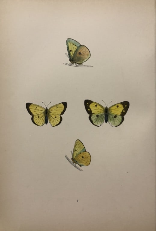 Rev. FO Morris - 2 prints of British Butterflies 1895 (1 of 2)