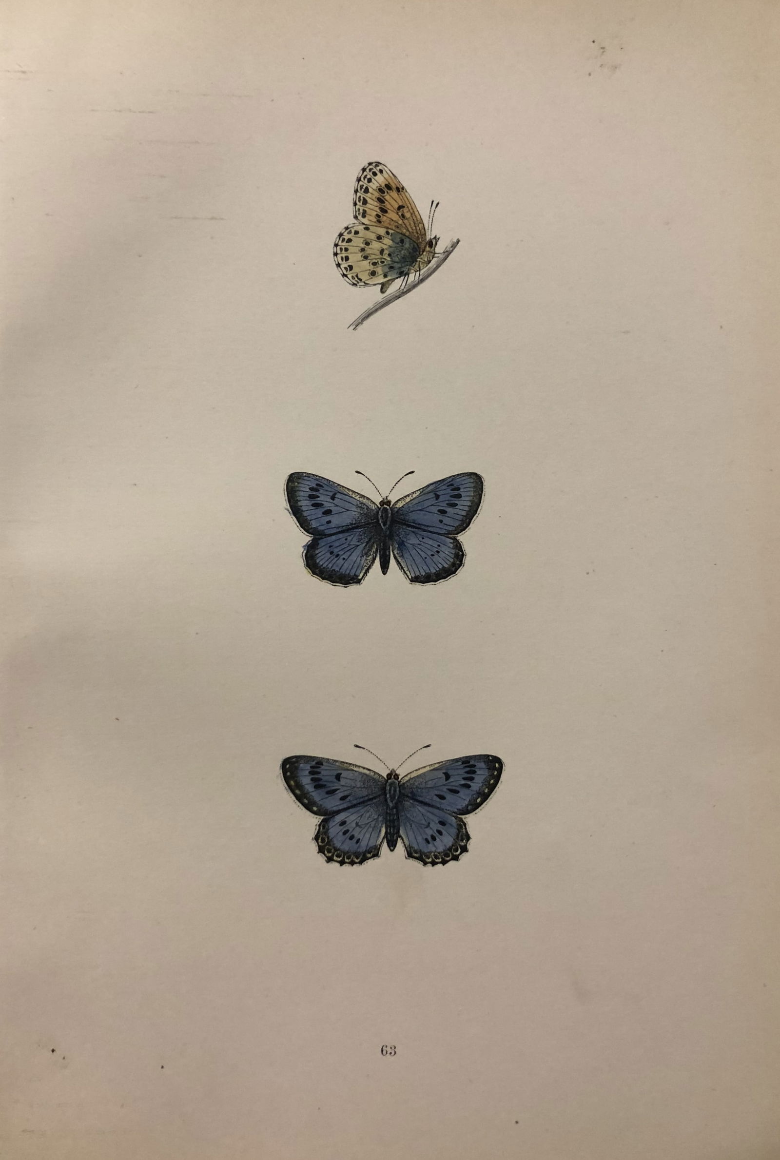 Rev. FO Morris - 2 prints of British Butterflies 1895 (1 of 2)