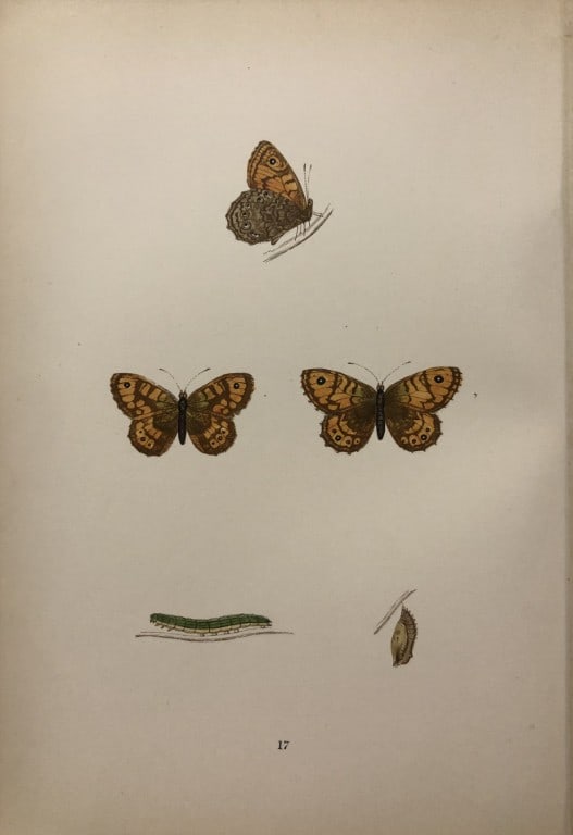 Rev. FO Morris - 2 prints of British Butterflies 1895 (1 of 2)