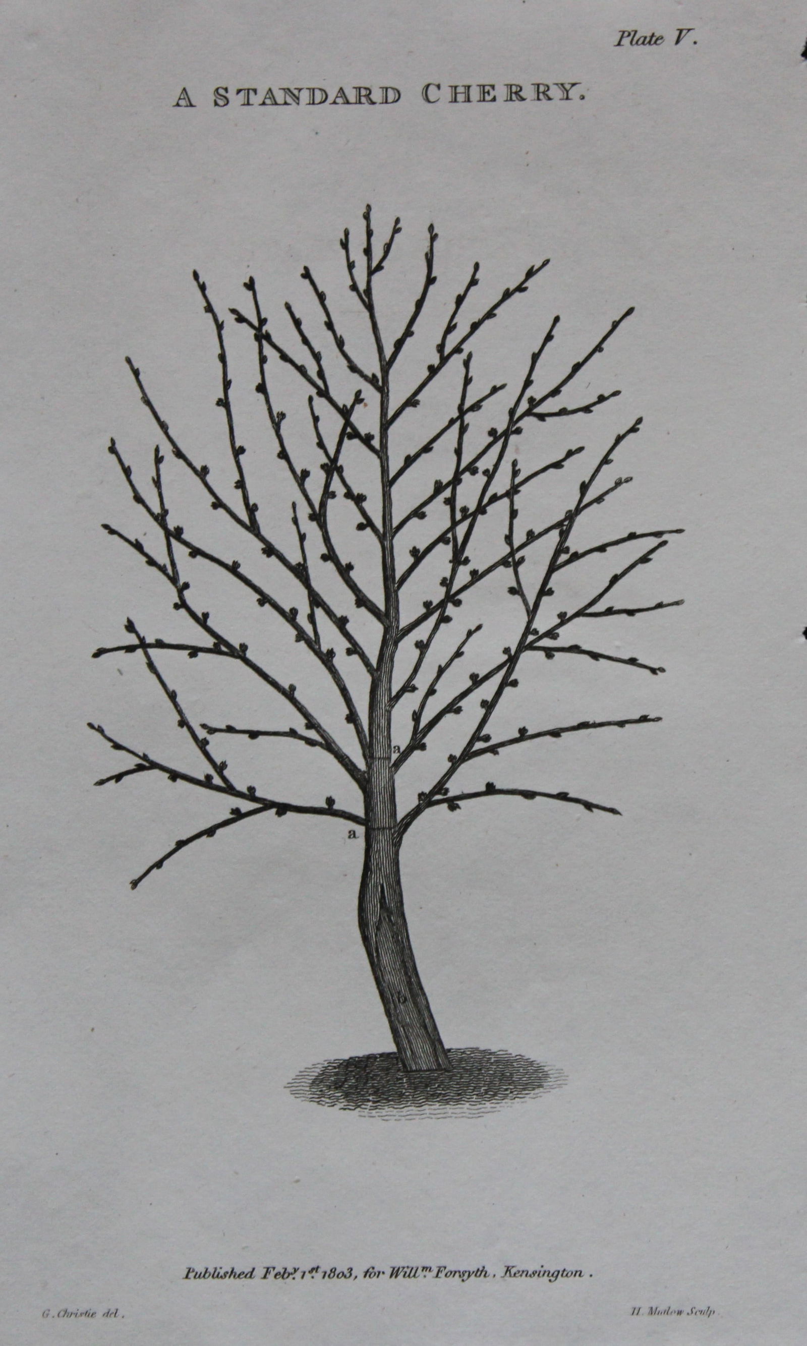 William Forsyth - Plate V on the pruning and training of fruit trees 1803 (1 of 1)