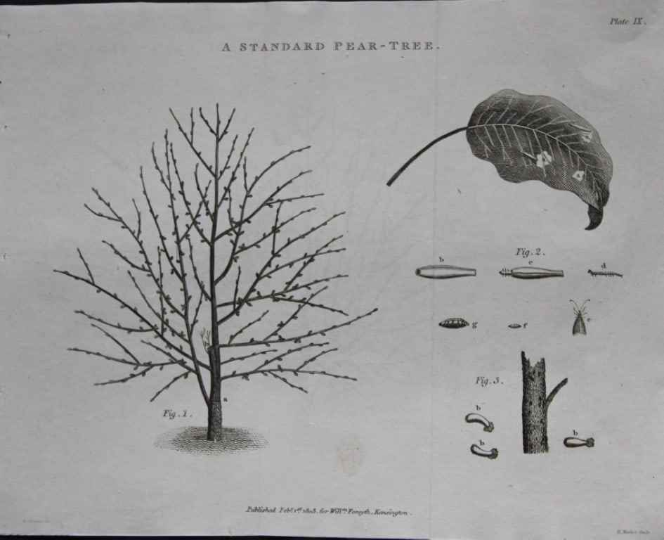 William Forsyth - Plate IX on the pruning and training of fruit trees 1803 (1 of 1)