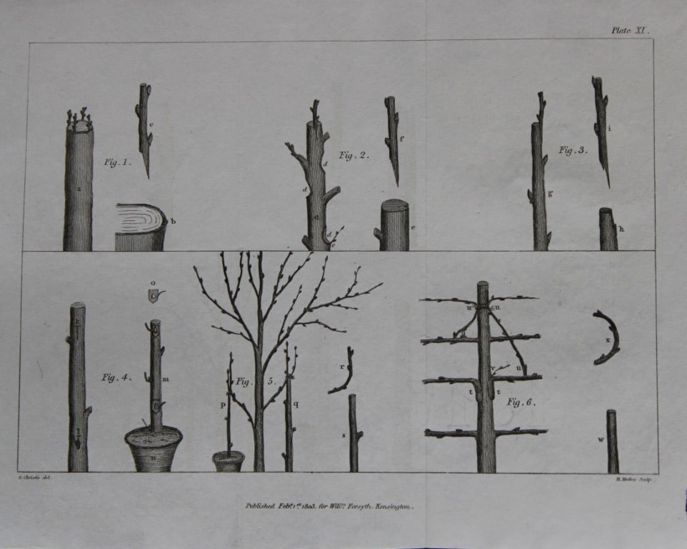 William Forsyth - Plate XI on the pruning and training of fruit trees 1803 (1 of 1)