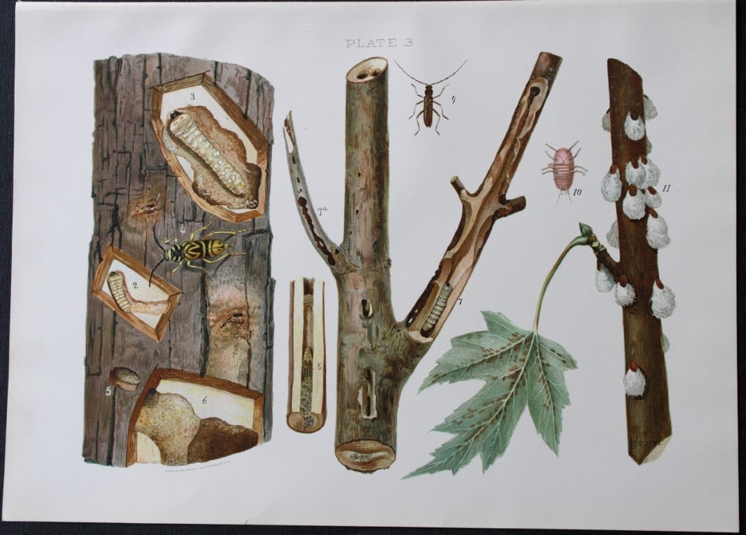 Louis Joutel - Comm. Of Fisheries etc of State of New York print 1898 (1 of 2)