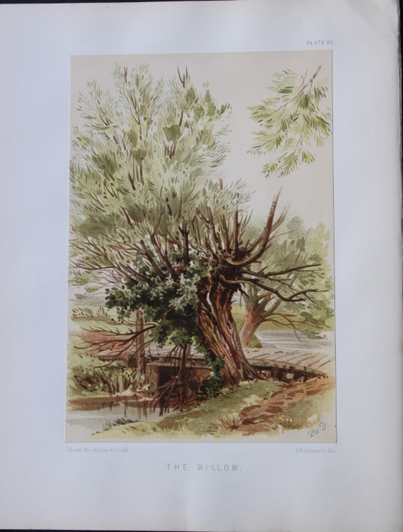 PH Delamotte - Chromolithograph of the Willow 1888 (1 of 2)