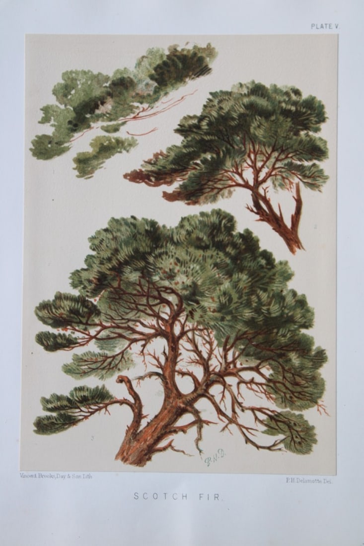 PH Delamotte - Chromolithograph of the Scotch Fir 1888: This print is from The Art of Sketching from Nature by Phillip H Delamotte. Published by George Bell & Sons, London 1888.Delamotte was the Professor of Fine Art in King?s College, London and Ladies Co