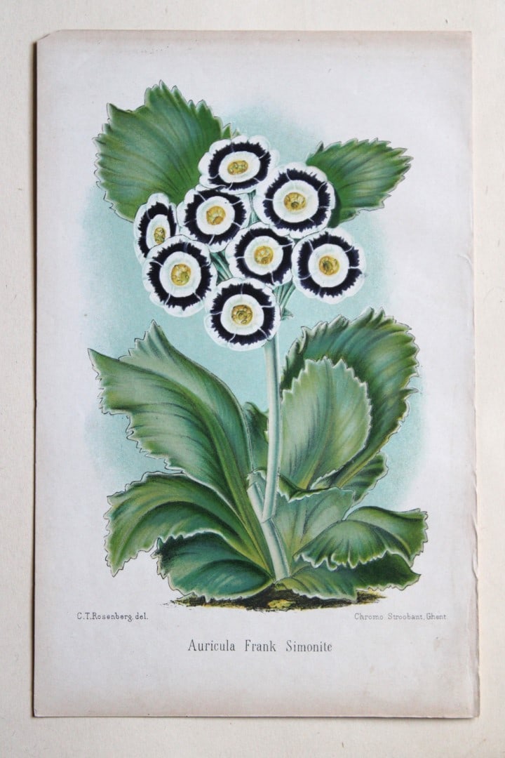 P Stroobant - 2 prints of Auriculas 1880 (1 of 2)