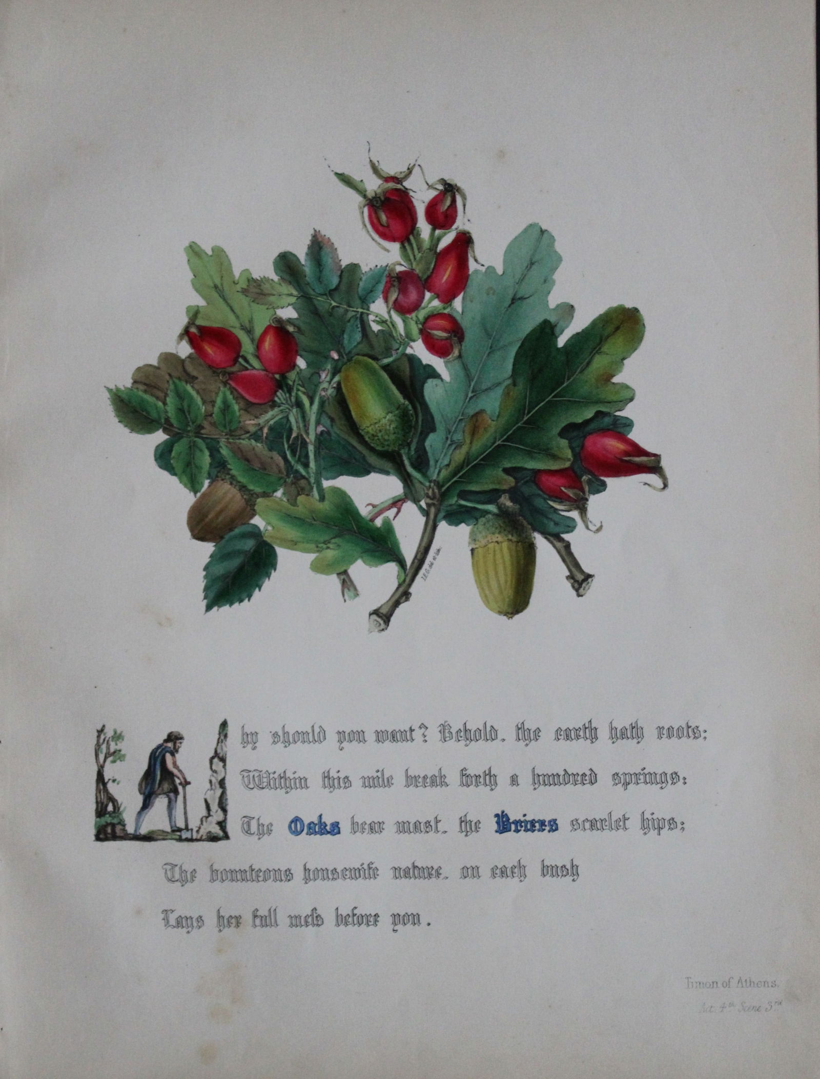 Jane E Giraud - Hand coloured print from Flowers of Shakespeare 1845: This original hand-coloured floral print is from The Flowers of Shakespeare by Jane Elizabeth Giraud, Published privately, Faversham, 1845. These prints are beautifully illustrated and are accompanied