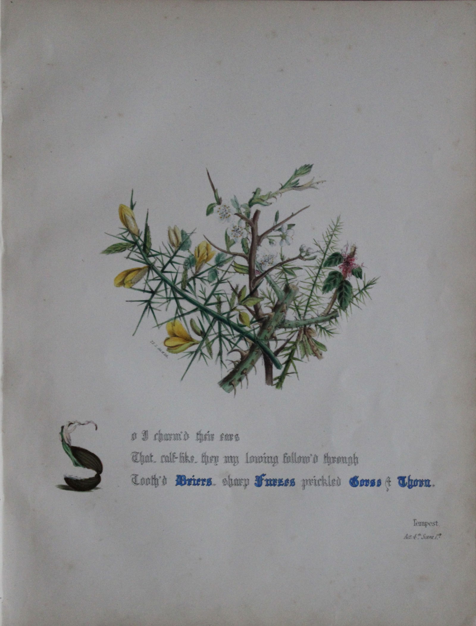 Jane E Giraud - Hand coloured print from Flowers of Shakespeare 1845 (1 of 1)