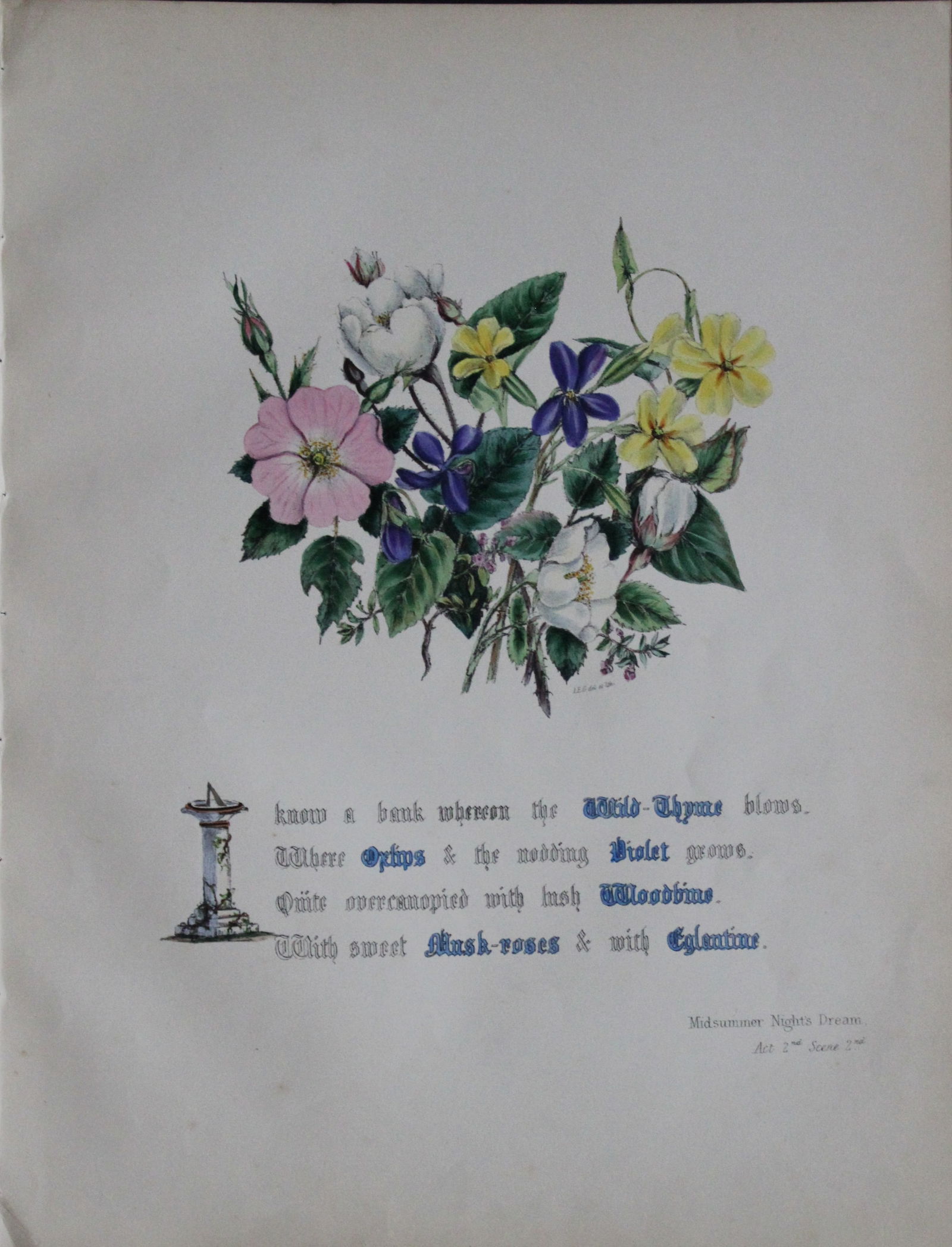 Jane E Giraud - Hand coloured print from Flowers of Shakespeare 1845 (1 of 1)