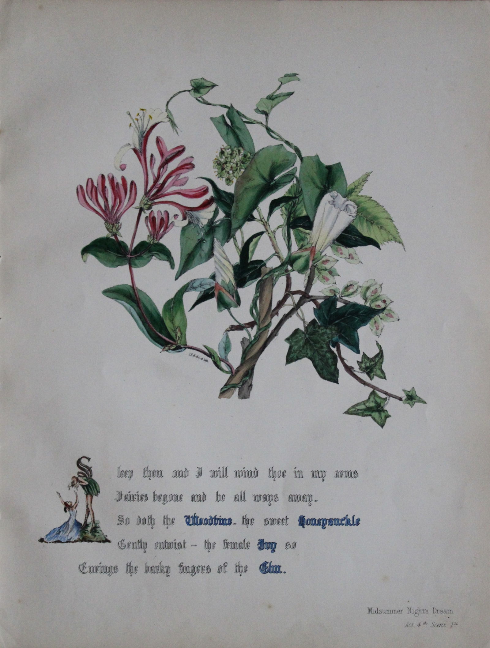 Jane E Giraud - Hand coloured print from Flowers of Shakespeare 1845 (1 of 1)