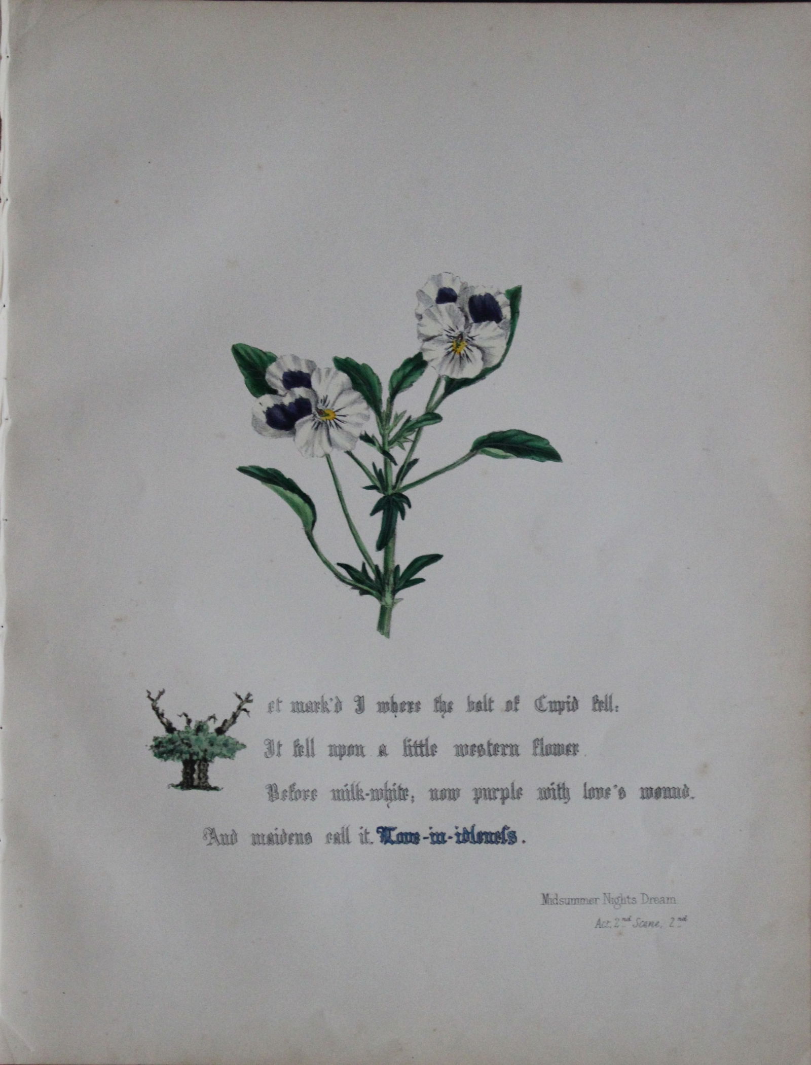 Jane E Giraud - Hand coloured print from Flowers of Shakespeare 1845 (1 of 1)