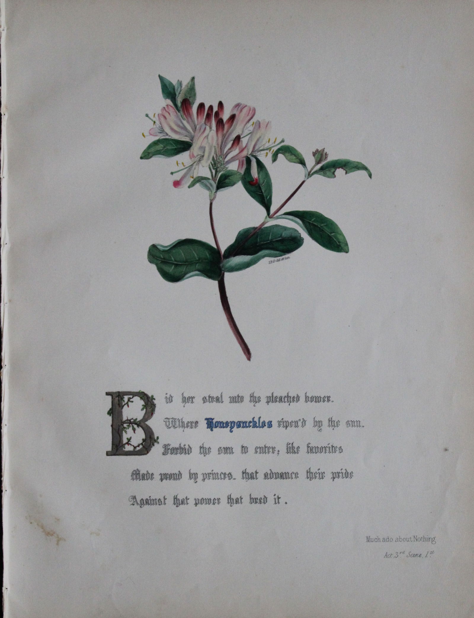 Jane E Giraud - Hand coloured print from Flowers of Shakespeare 1845: This original hand-coloured floral print is from The Flowers of Shakespeare by Jane Elizabeth Giraud, Published privately, Faversham, 1845. These prints are beautifully illustrated and are accompanied