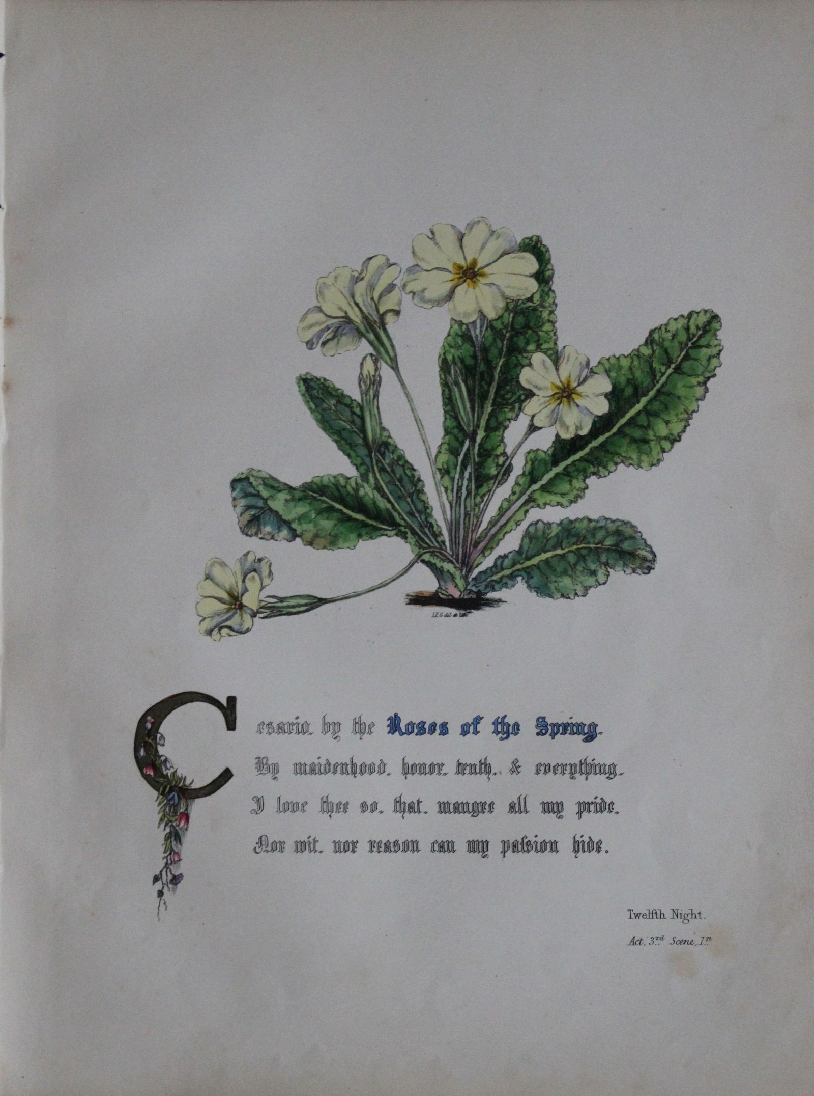 Jane E Giraud - Hand coloured print from Flowers of Shakespeare 1845: This original hand-coloured floral print is from The Flowers of Shakespeare by Jane Elizabeth Giraud, Published privately, Faversham, 1845. These prints are beautifully illustrated and are accompanied