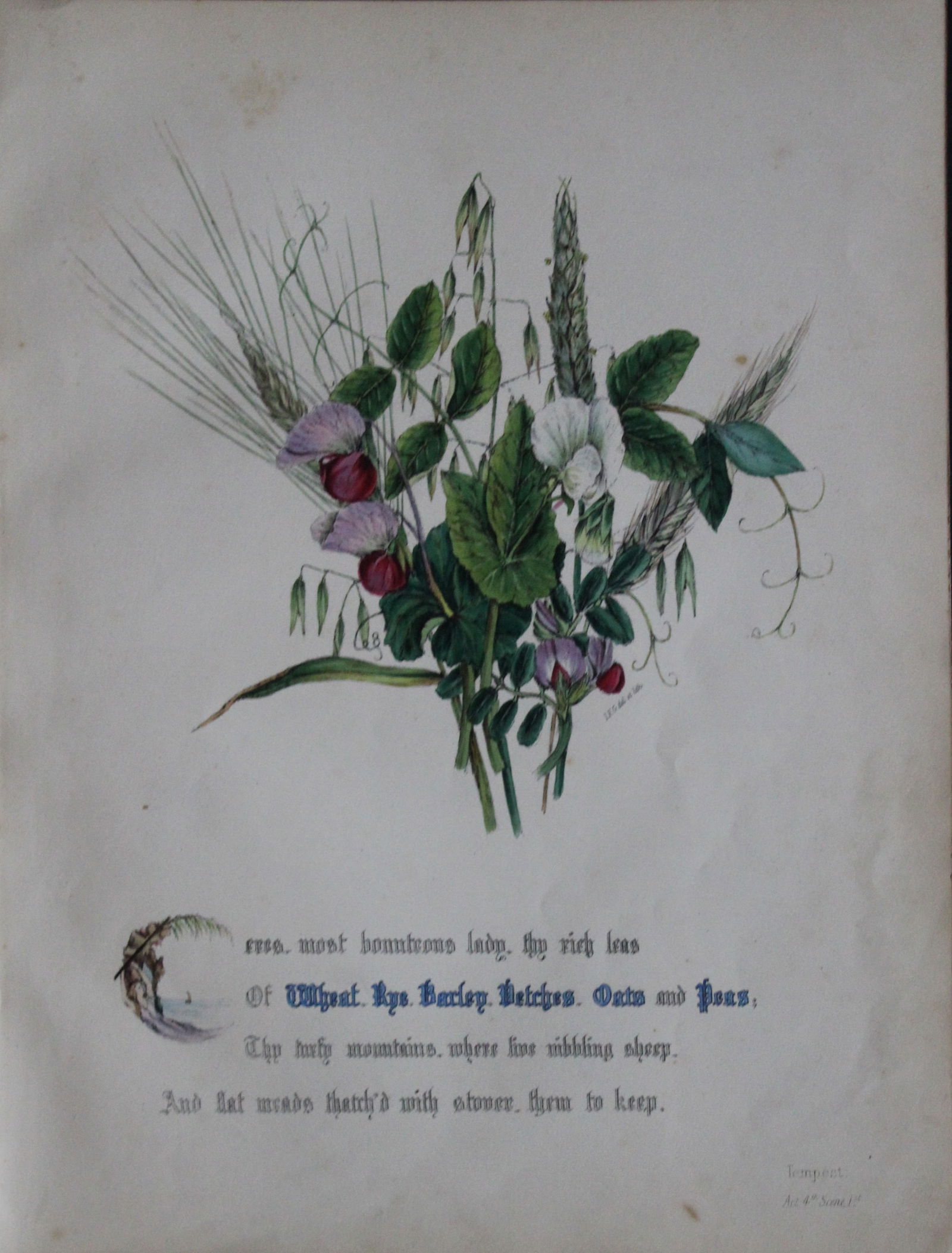 Jane E Giraud - Hand coloured print from Flowers of Shakespeare 1845: This original hand-coloured floral print is from The Flowers of Shakespeare by Jane Elizabeth Giraud, Published privately, Faversham, 1845. These prints are beautifully illustrated and are accompanied