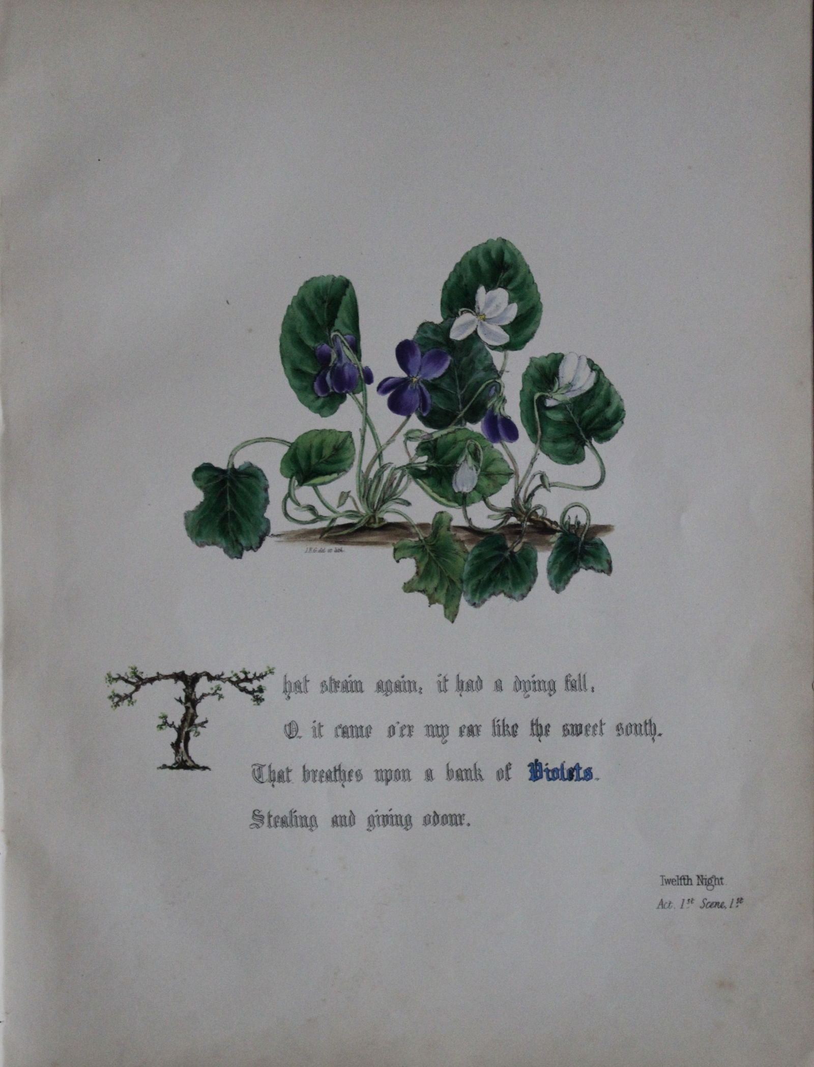 Jane E Giraud - Hand coloured print from Flowers of Shakespeare 1845: This original hand-coloured floral print is from The Flowers of Shakespeare by Jane Elizabeth Giraud, Published privately, Faversham, 1845. These prints are beautifully illustrated and are accompanied