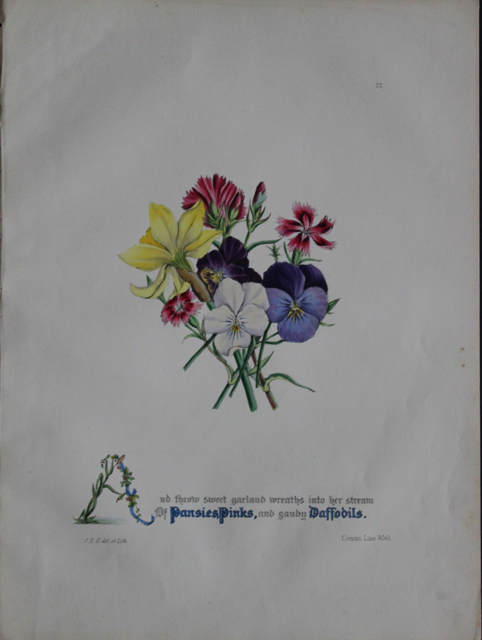Jane E Giraud - Hand coloured print from Flowers of Shakespeare 1845 (1 of 1)