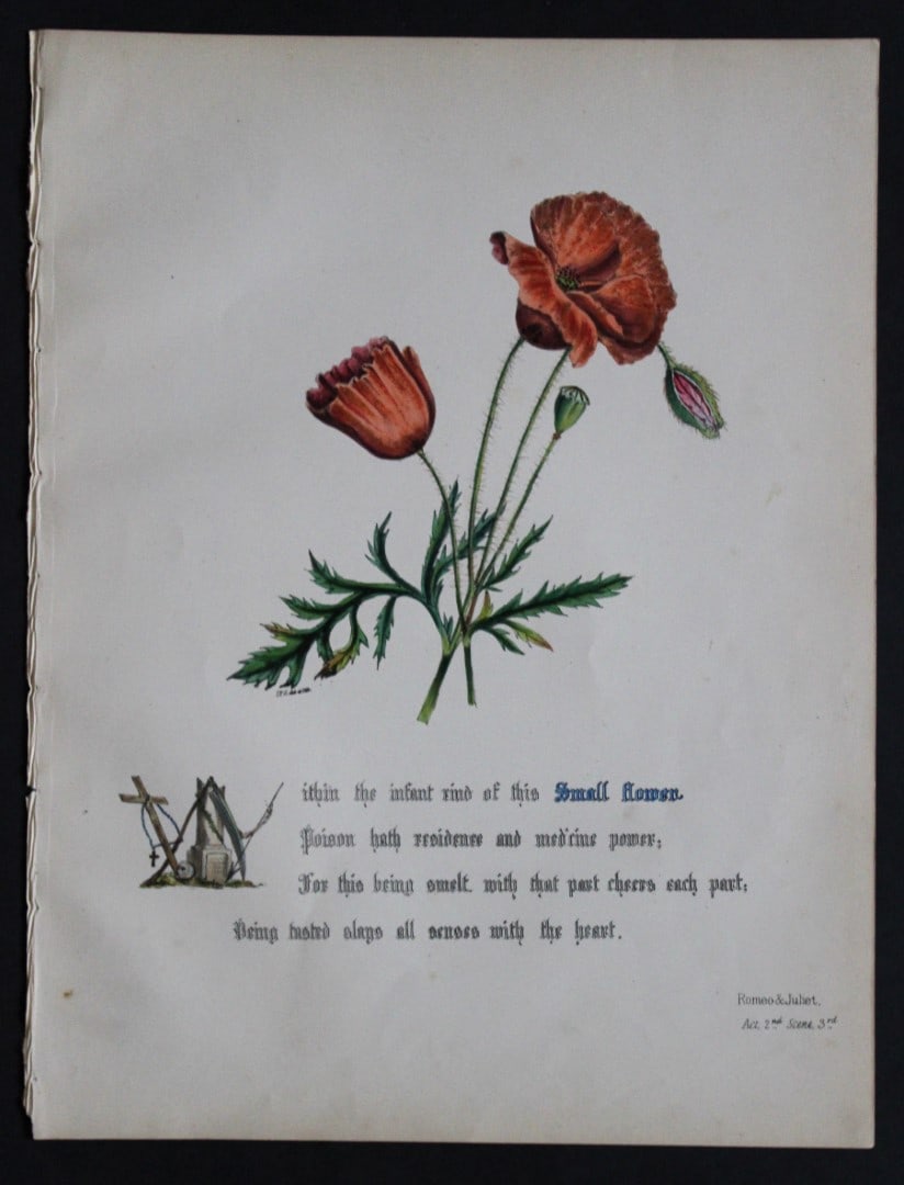 Jane E Giraud - Hand coloured print from Flowers of Shakespeare 1845: This original hand-coloured floral print is from The Flowers of Shakespeare by Jane Elizabeth Giraud, Published privately, Faversham, 1845. These prints are beautifully illustrated and are accompanied