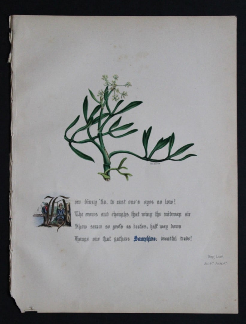 Jane E Giraud - Hand coloured print from Flowers of Shakespeare 1845 (1 of 1)