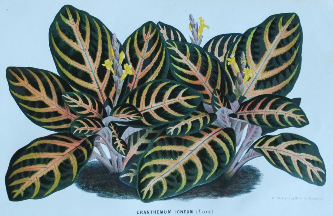 Lemaire & van Houtte - 2 prints from Flore des Serres 1867 (1 of 2)