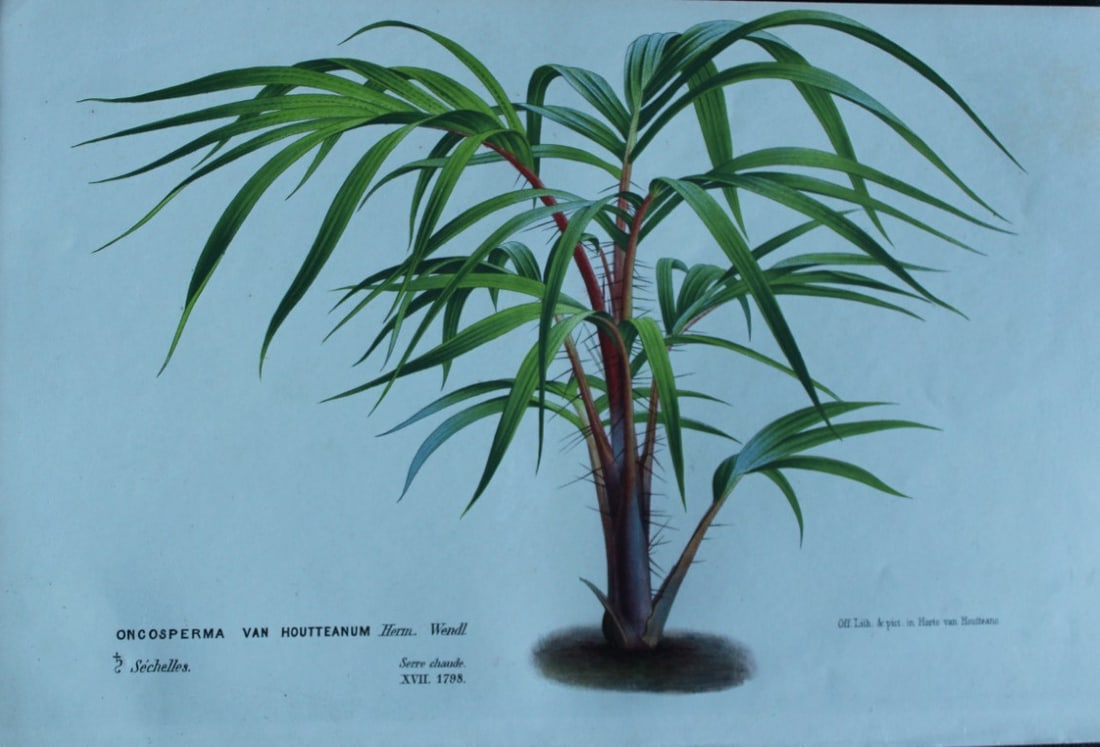 Lemaire & van Houtte - 2 prints from Flore des Serres 1867 (1 of 2)