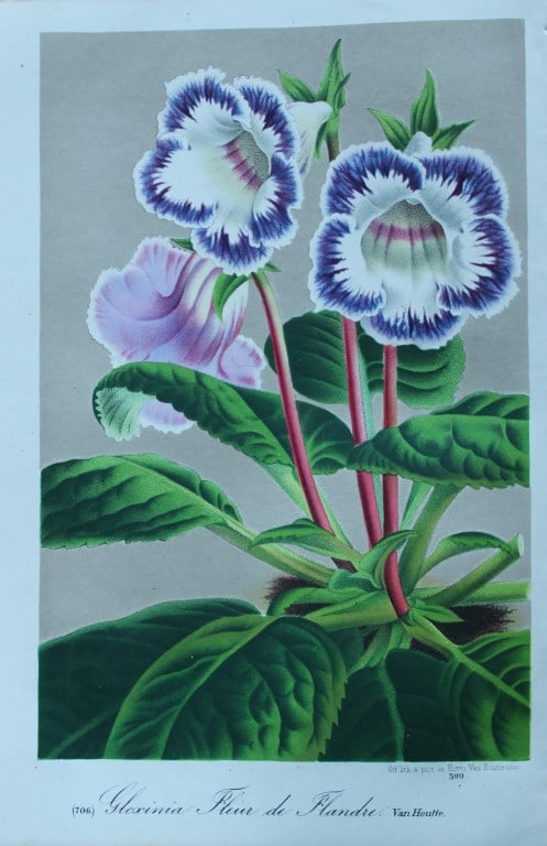 Lemaire & van Houtte - 2 prints from Flore des Serres 1867 (1 of 2)