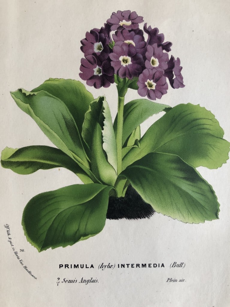 Lemaire & van Houtte - 2 prints from Flore des Serres 1867 (1 of 2)