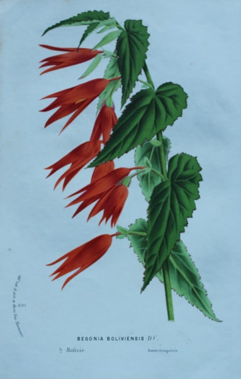 Lemaire & van Houtte - 2 prints from Flore des Serres 1867 (1 of 3)