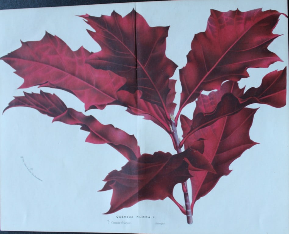 Lemaire & van Houtte - 2 prints from Flore des Serres 1867 (1 of 3)