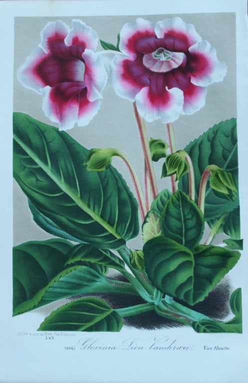 Lemaire & van Houtte - 2 prints from Flore des Serres 1867 (1 of 2)