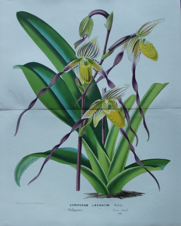Lemaire & van Houtte - 2 prints from Flore des Serres 1867 (1 of 3)