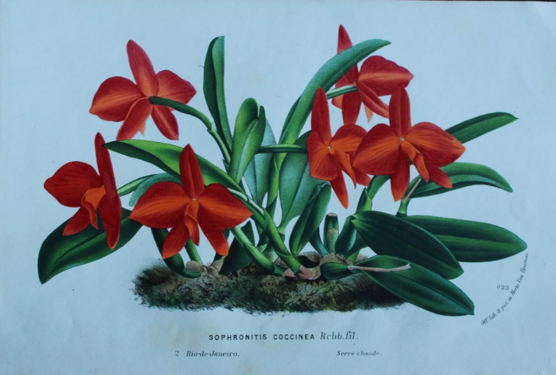 Lemaire & van Houtte - 2 prints from Flore des Serres 1867 (1 of 2)