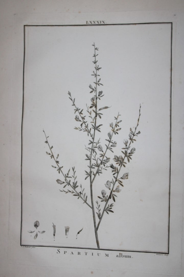 PJ Redoute - Original engraving from Stirpes Novae 1785 (1 of 1)