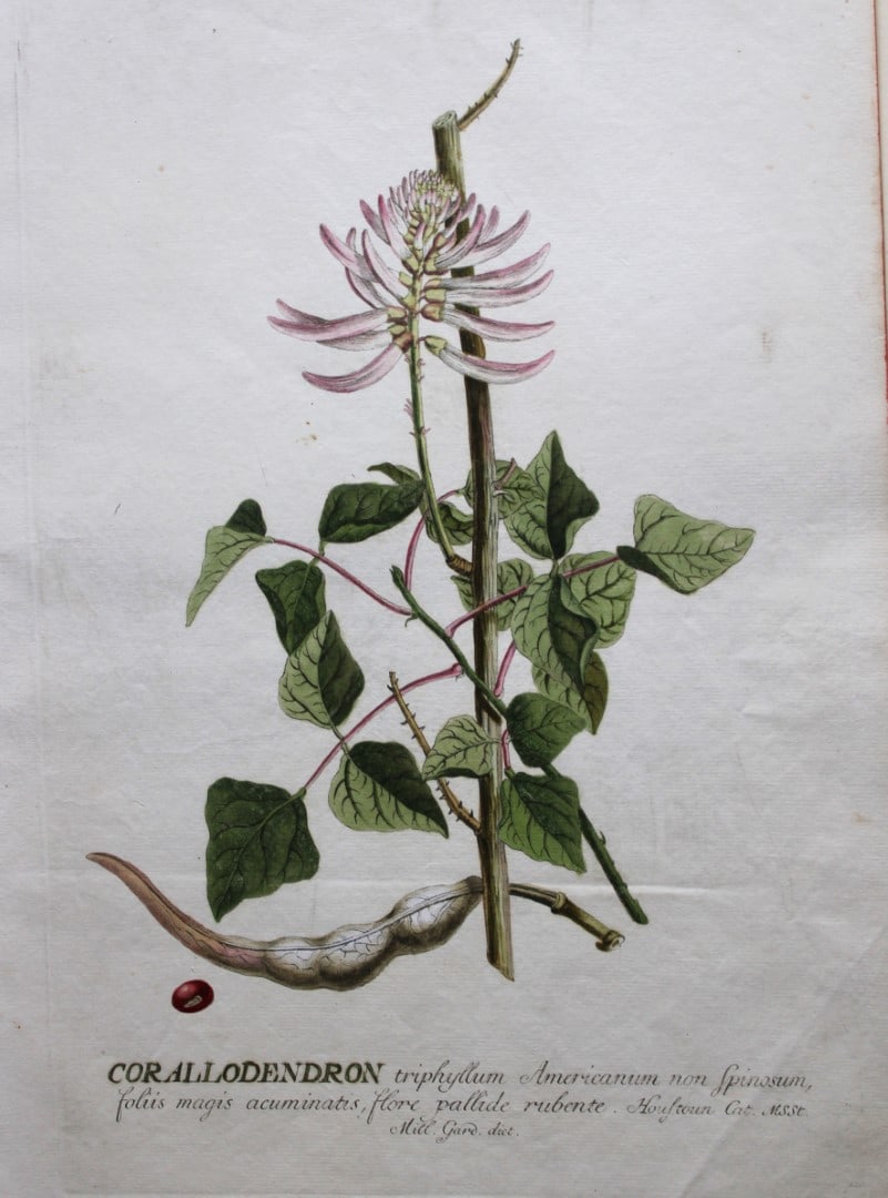 Ehret & Trew - Corallodendron from Plantae Selectae 1750 (1 of 1)