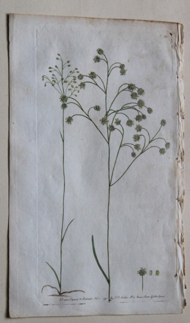 Frederick P Nodder - Engraving from Flora Rustica 1792 (1 of 1)