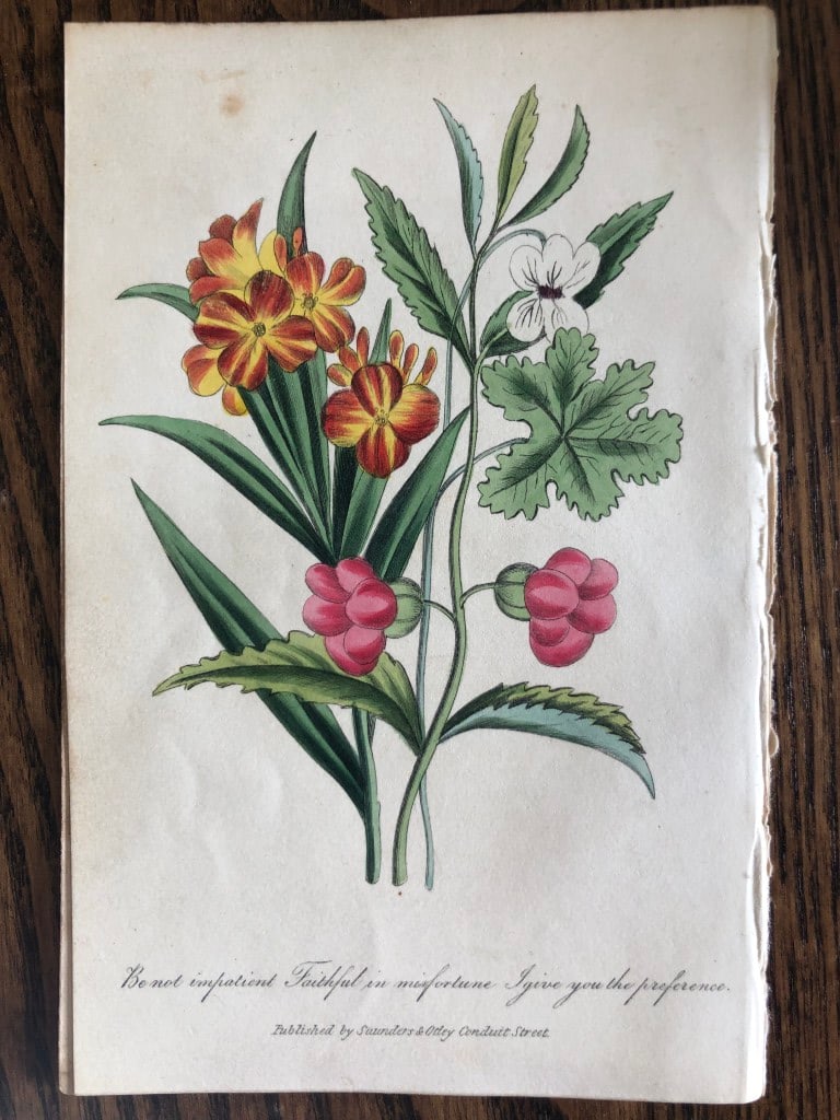 Frederic Shoberl - Engraving of the Wallflower 1841 (1 of 1)