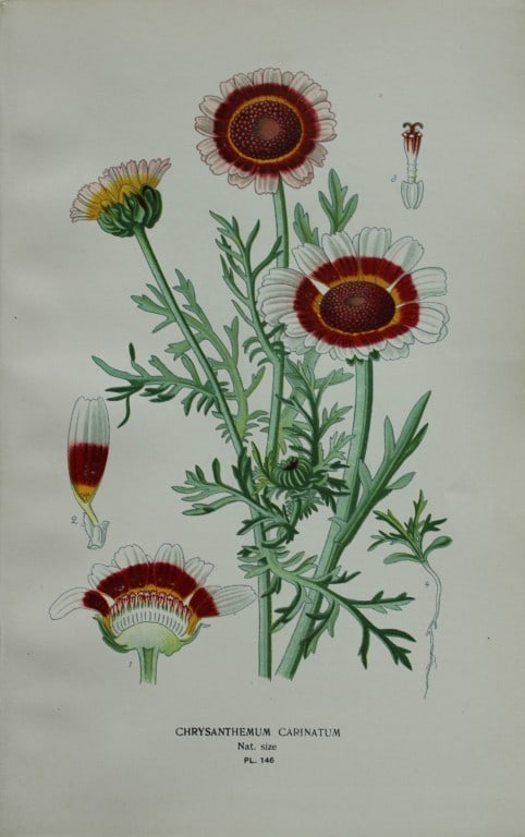 Edward Step - 4 chromolithographs of flowers 1896 (1 of 4)