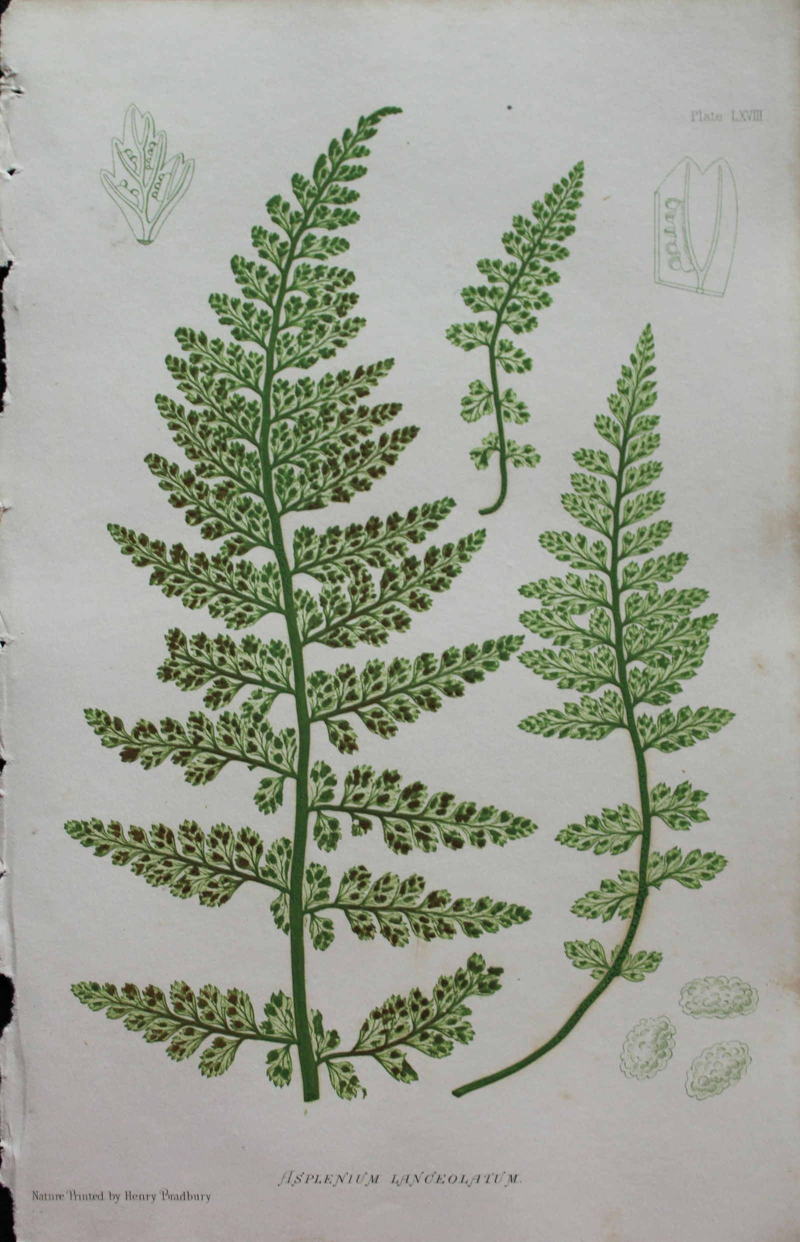 Thomas Moore - Nature-printed ferns by Thomas Moore 1863 (1 of 1)