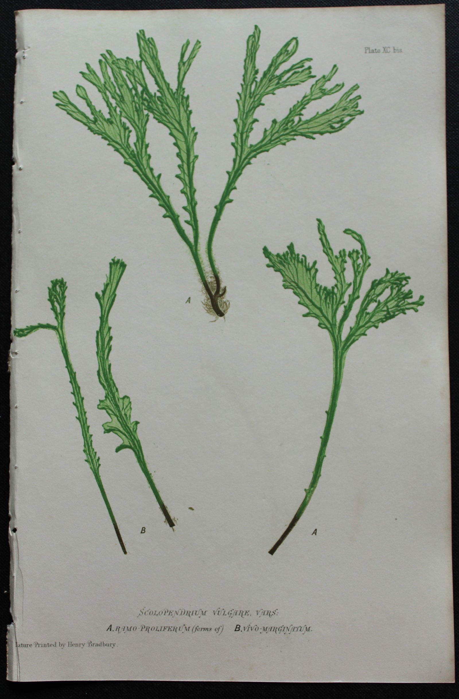 Thomas Moore - Nature-printed ferns by Thomas Moore 1863 (1 of 1)