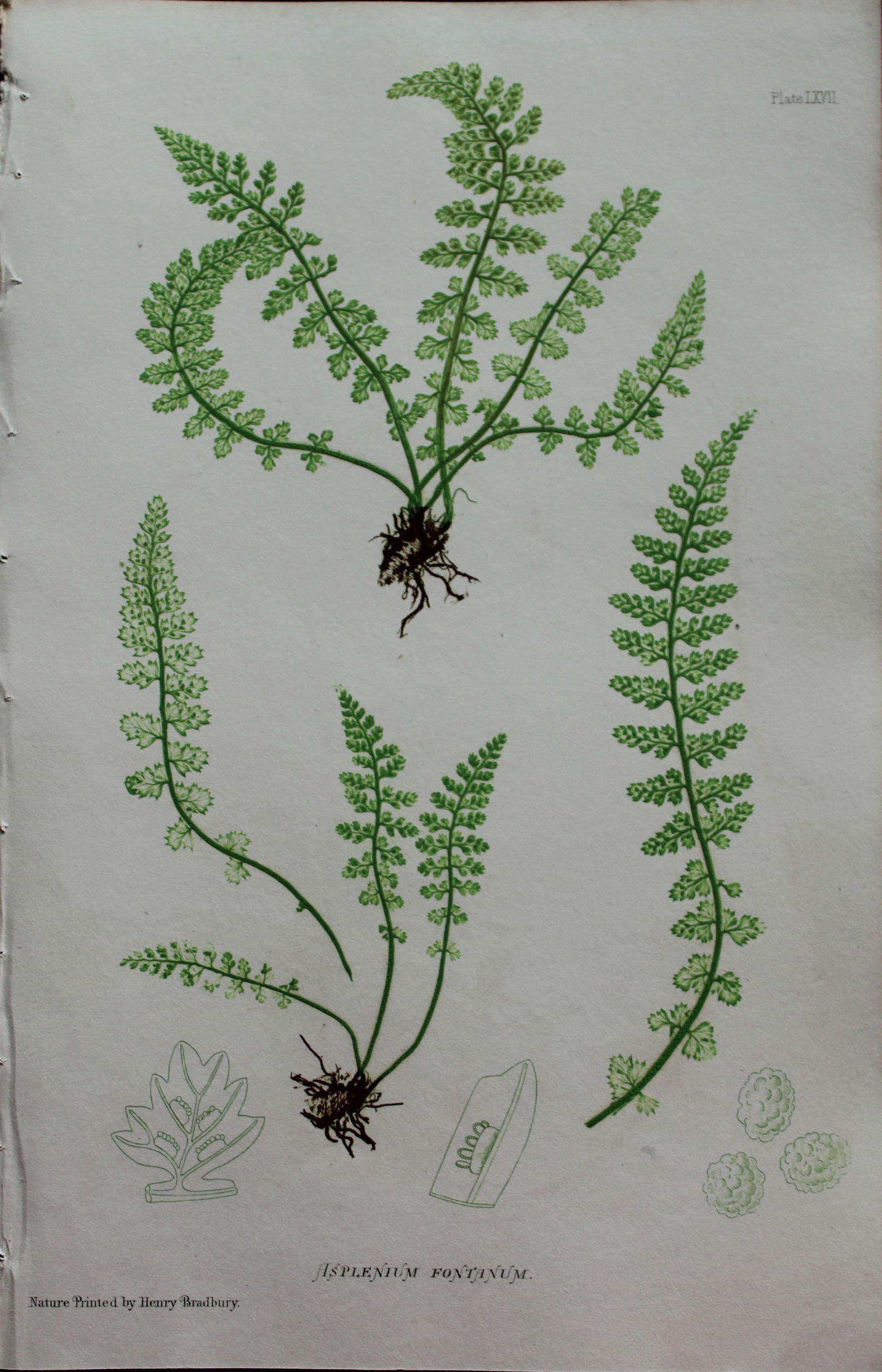 Thomas Moore - Nature-printed ferns by Thomas Moore 1863 (1 of 1)