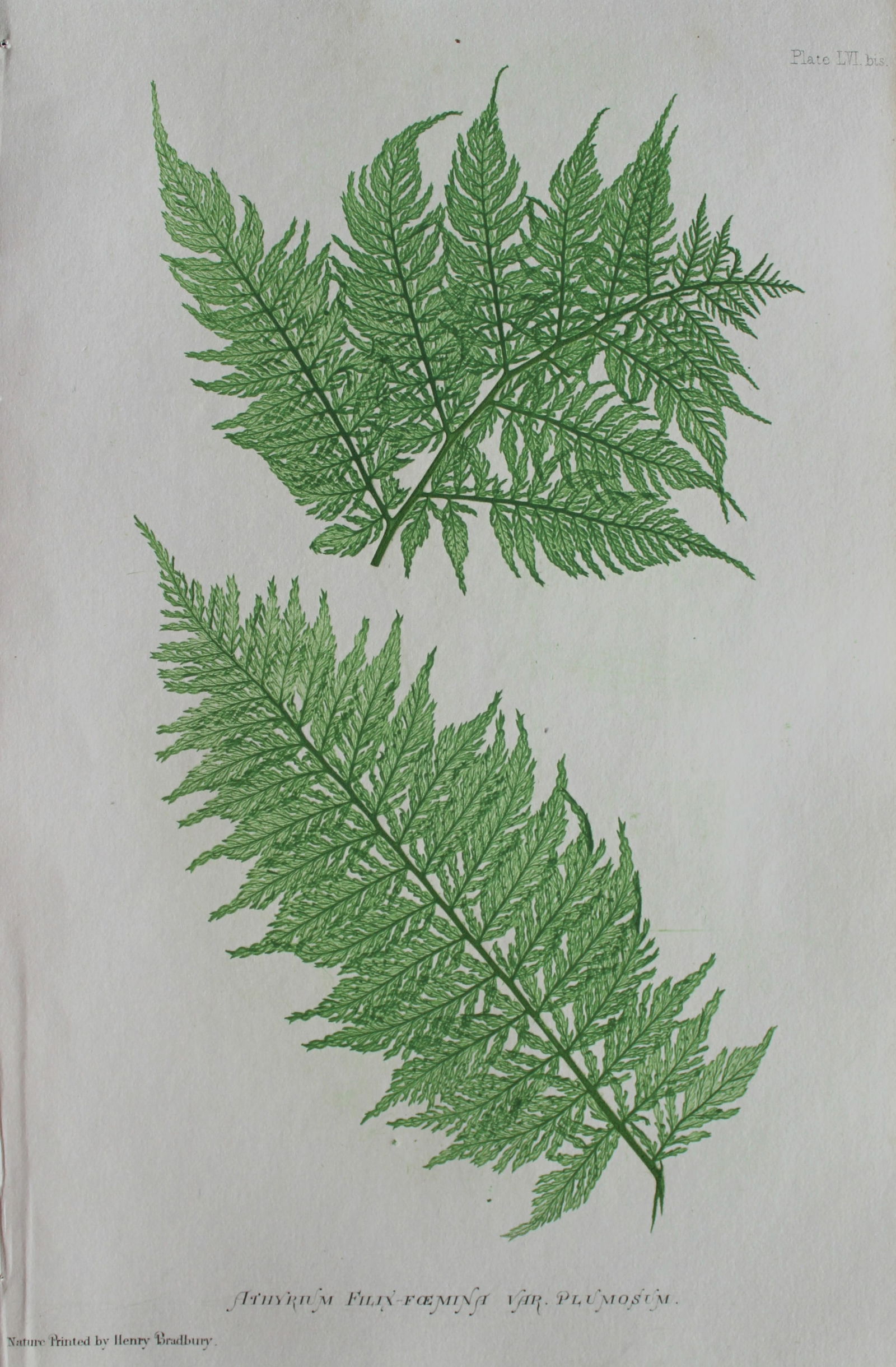 Thomas Moore - Nature-printed ferns by Thomas Moore 1863 (1 of 2)
