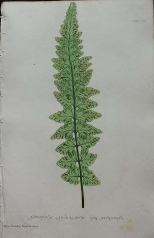Thomas Moore - Nature-printed ferns by Thomas Moore 1863 (1 of 1)