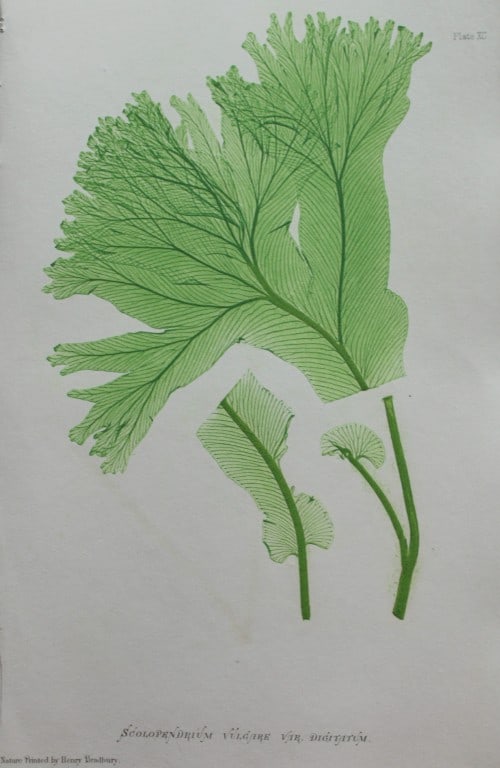 Thomas Moore - Nature-printed ferns by Thomas Moore 1863 (1 of 1)