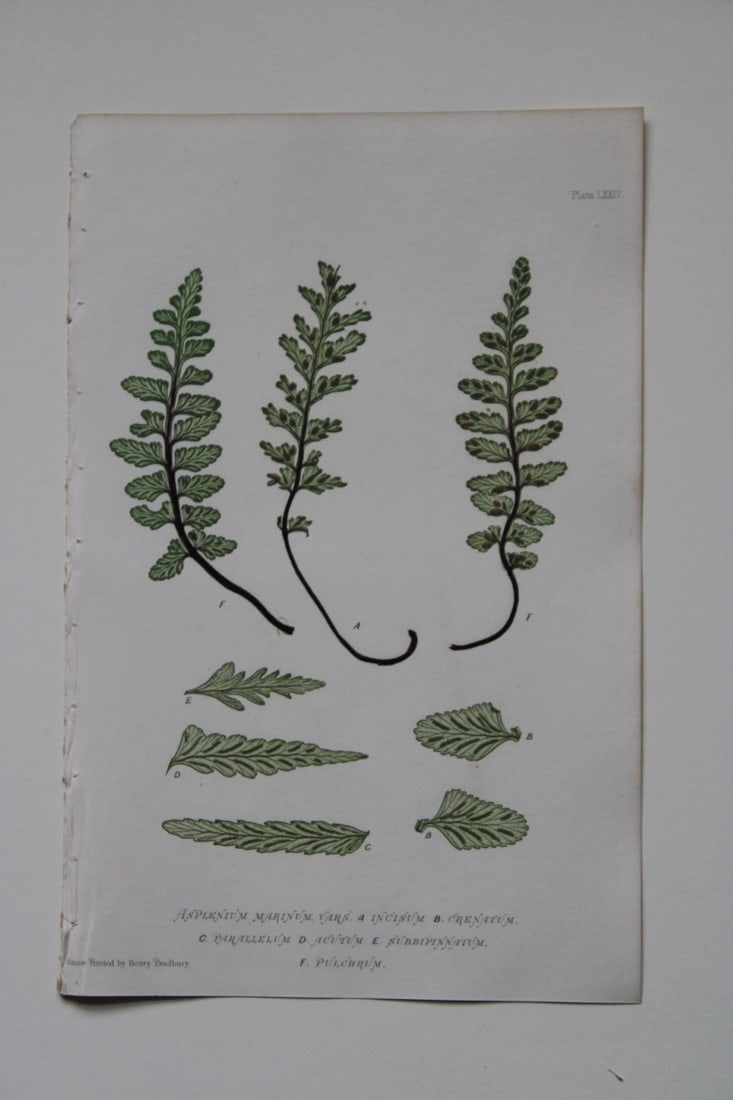 Thomas Moore - Nature-printed ferns by Thomas Moore 1863 (1 of 1)