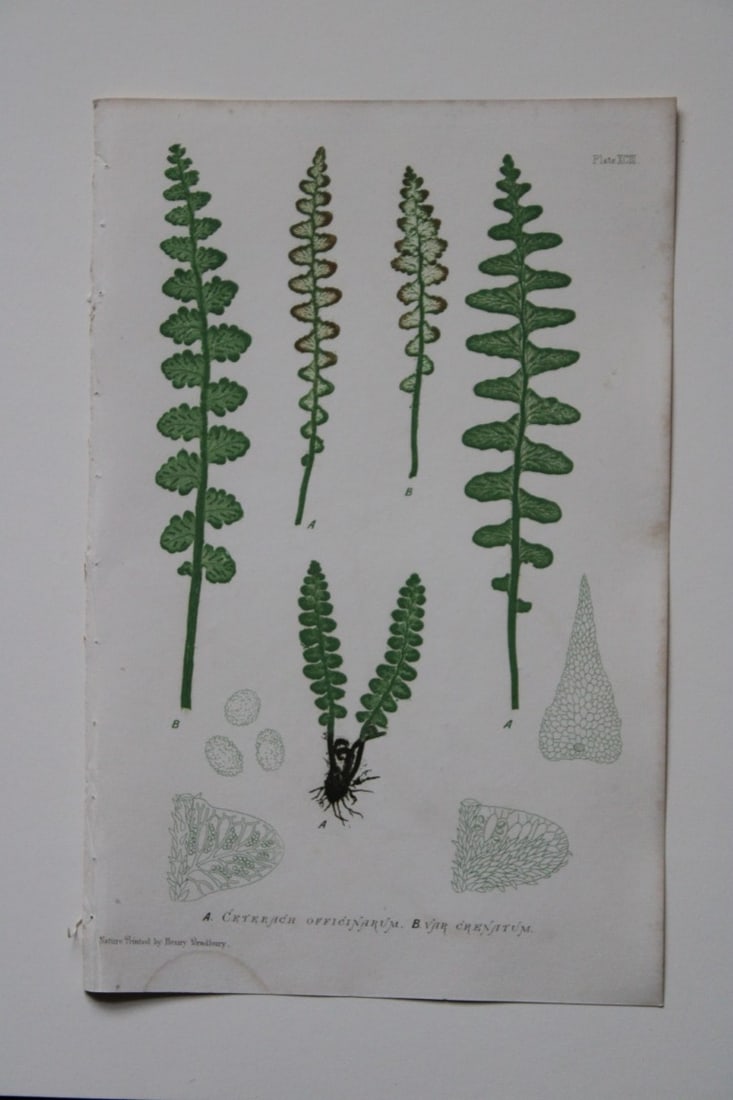 Thomas Moore - Nature-printed ferns by Thomas Moore 1863 (1 of 1)