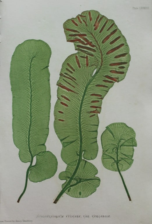 Thomas Moore - Nature-printed ferns by Thomas Moore 1863 (1 of 1)
