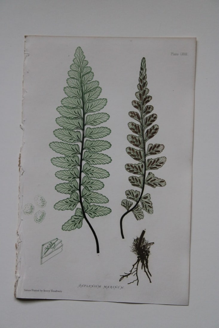 Thomas Moore - Nature-printed ferns by Thomas Moore 1863 (1 of 2)